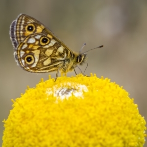 Oreixenica latialis at Jagungal Wilderness, NSW - 22 Mar 2022