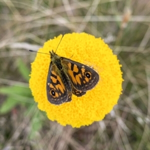 Oreixenica latialis at Jagungal Wilderness, NSW - 22 Mar 2022