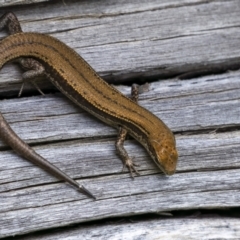 Unidentified Skink at Jagungal Wilderness, NSW - 9 Mar 2022 by trevsci