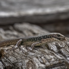 Eulamprus tympanum (Southern Water Skink) at Jagungal Wilderness, NSW - 9 Mar 2022 by trevsci