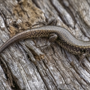 Eulamprus tympanum at Jagungal Wilderness, NSW - 9 Mar 2022 02:17 PM