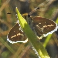 Taractrocera papyria (White-banded Grass-dart) at Stromlo, ACT - 22 Mar 2022 by JohnBundock