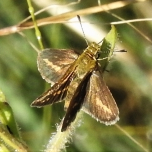 Taractrocera papyria at Stromlo, ACT - 22 Mar 2022