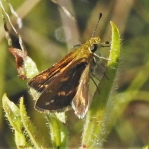 Taractrocera papyria at Stromlo, ACT - 22 Mar 2022