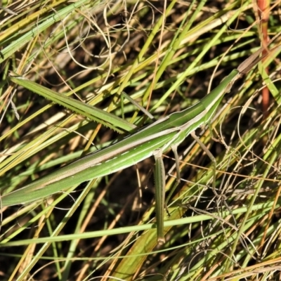 Acrida conica (Giant green slantface) at Uriarra Recreation Reserve - 22 Mar 2022 by JohnBundock