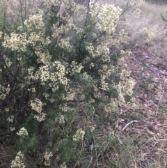 Cassinia quinquefaria (Rosemary Cassinia) at Belconnen, ACT - 9 Mar 2022 by Dora