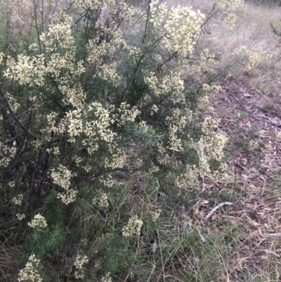 Cassinia quinquefaria (Rosemary Cassinia) at Flea Bog Flat to Emu Creek Corridor - 9 Mar 2022 by Dora