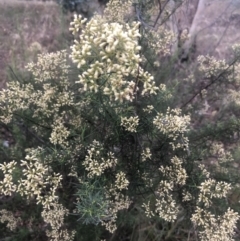 Cassinia quinquefaria at Belconnen, ACT - 9 Mar 2022 06:50 PM