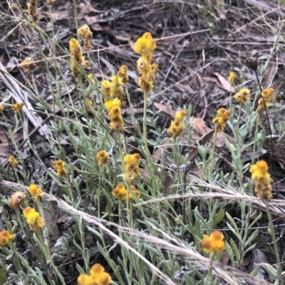 Chrysocephalum apiculatum (Common Everlasting) at Belconnen, ACT - 9 Mar 2022 by Dora