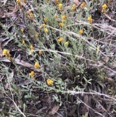 Chrysocephalum apiculatum at Belconnen, ACT - 9 Mar 2022