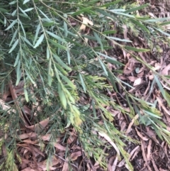 Acacia fimbriata (Fringed Wattle) at Belconnen, ACT - 9 Mar 2022 by Dora