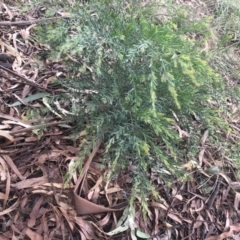 Acacia fimbriata at Belconnen, ACT - 9 Mar 2022 06:47 PM