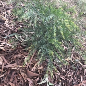 Acacia fimbriata at Belconnen, ACT - 9 Mar 2022 06:47 PM