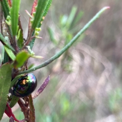 Callidemum hypochalceum (Hop-bush leaf beetle) at Mount Rogers - 20 Mar 2022 by Rosie