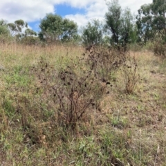 Dodonaea viscosa (Hop Bush) at Fraser, ACT - 21 Mar 2022 by Rosie