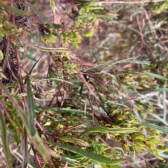 Dodonaea viscosa at Fraser, ACT - 21 Mar 2022 10:56 AM