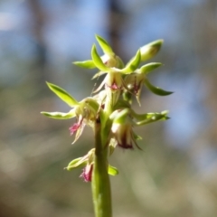 Corunastylis cornuta (Horned Midge Orchid) at Acton, ACT - 22 Mar 2022 by RobG1