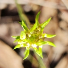 Corunastylis cornuta at Point 5515 - suppressed