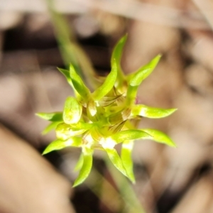 Corunastylis cornuta at Point 5515 - suppressed