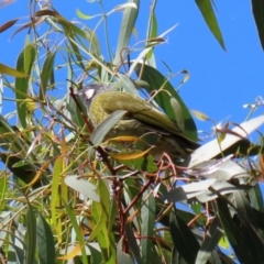 Nesoptilotis leucotis (White-eared Honeyeater) at Jerrabomberra, NSW - 21 Mar 2022 by RodDeb