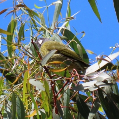 Nesoptilotis leucotis (White-eared Honeyeater) at Jerrabomberra Creek - 21 Mar 2022 by RodDeb