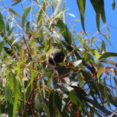 Nesoptilotis leucotis at Jerrabomberra, NSW - 21 Mar 2022