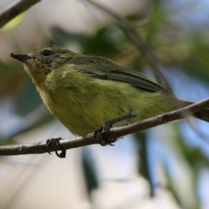 Acanthiza nana at Jerrabomberra, NSW - 21 Mar 2022