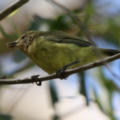 Acanthiza nana at Jerrabomberra, NSW - 21 Mar 2022