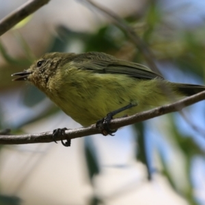 Acanthiza nana at Jerrabomberra, NSW - 21 Mar 2022 12:48 PM
