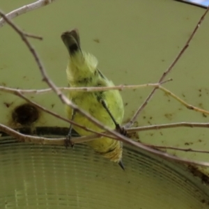 Acanthiza nana at Jerrabomberra, NSW - 21 Mar 2022