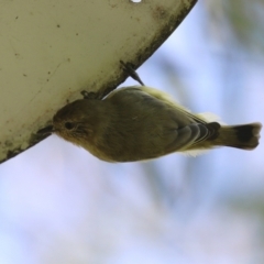 Acanthiza nana at Jerrabomberra, NSW - 21 Mar 2022 12:48 PM
