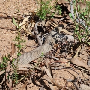 Pseudonaja textilis at Molonglo Valley, ACT - 19 Mar 2022