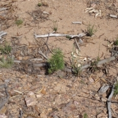 Pseudonaja textilis at Molonglo Valley, ACT - 19 Mar 2022