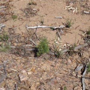 Pseudonaja textilis at Molonglo Valley, ACT - 19 Mar 2022