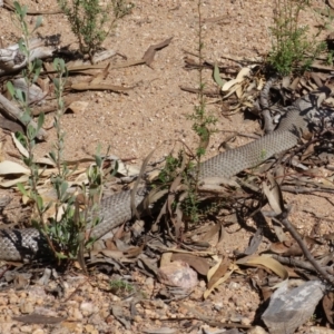 Pseudonaja textilis at Molonglo Valley, ACT - 19 Mar 2022