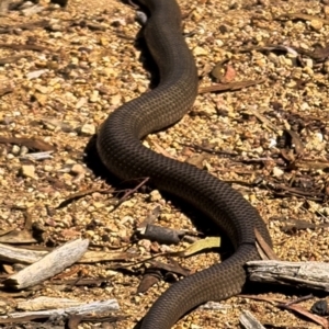 Pseudonaja textilis at Molonglo Valley, ACT - 19 Mar 2022