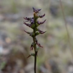 Corunastylis clivicola at Molonglo Valley, ACT - 19 Mar 2022