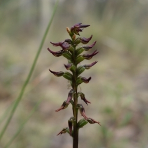 Corunastylis clivicola at Molonglo Valley, ACT - suppressed