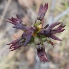 Corunastylis clivicola at Molonglo Valley, ACT - suppressed