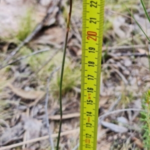 Corunastylis clivicola at Molonglo Valley, ACT - suppressed