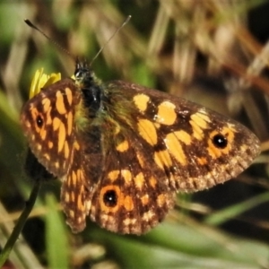 Oreixenica orichora at Cotter River, ACT - 21 Mar 2022 09:32 AM