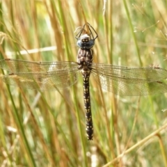 Austroaeschna flavomaculata (Alpine Darner) at Cotter River, ACT - 21 Mar 2022 by JohnBundock