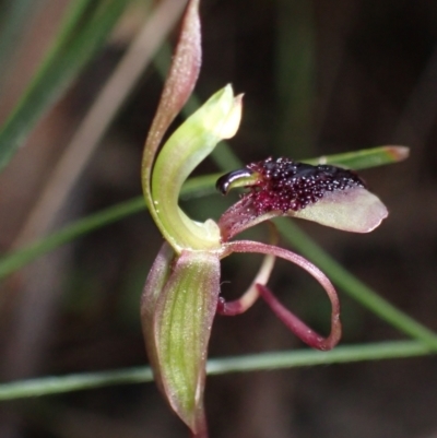 Chiloglottis curviclavia (Bird Orchid) at Sassafras, NSW - 21 Mar 2022 by AnneG1