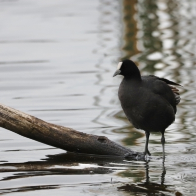 Fulica atra (Eurasian Coot) at Belconnen, ACT - 20 Mar 2022 by JimL