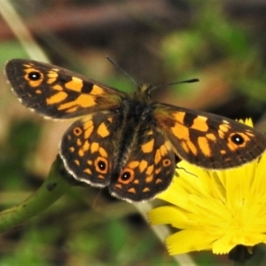 Oreixenica latialis at Cotter River, ACT - 21 Mar 2022