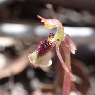 Chiloglottis sylvestris (Small Wasp Orchid) at Sassafras, NSW - 21 Mar 2022 by AnneG1