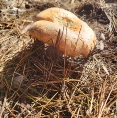 Unidentified Cap on a stem; gills below cap [mushrooms or mushroom-like] at Glenquarry, NSW - 17 Mar 2022 by Gruche