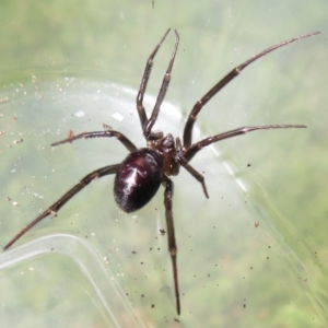 Steatoda capensis at Narrabundah, ACT - 20 Mar 2022 12:09 PM