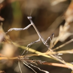 Mantodea (order) (Unidentified praying mantis) at Wodonga, VIC - 19 Mar 2022 by KylieWaldon