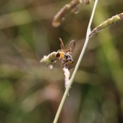 Crabronidae (family) (Sand wasp) at Wodonga, VIC - 19 Mar 2022 by KylieWaldon